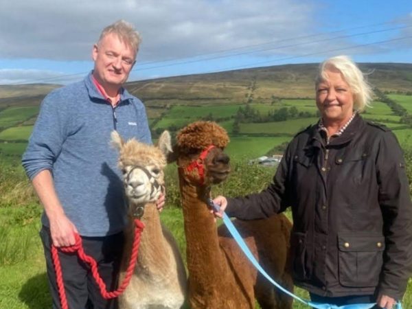 Sperrin Alpacas 2