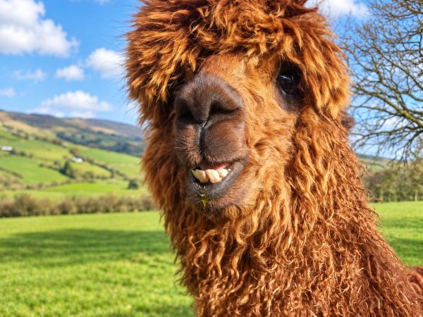 Sperrin Alpacas 2