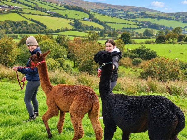 Sperrin Alpacas 3