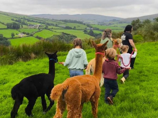 Sperrin Alpacas 4