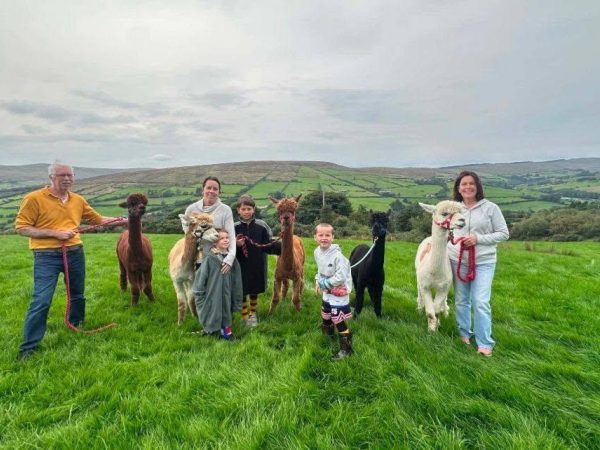 Sperrin Alpacas 5