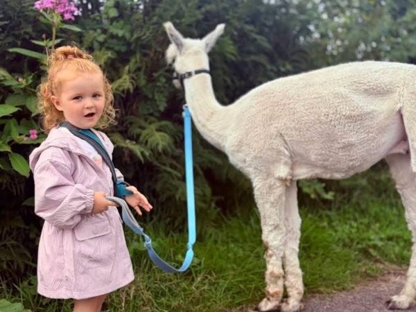 Sperrin Alpacas 6