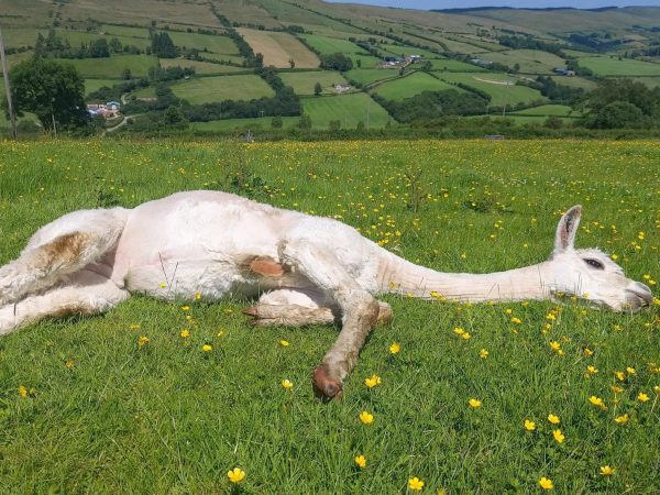 Sperrin Alpacas 7
