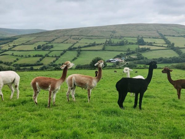 Sperrin Alpacas 8
