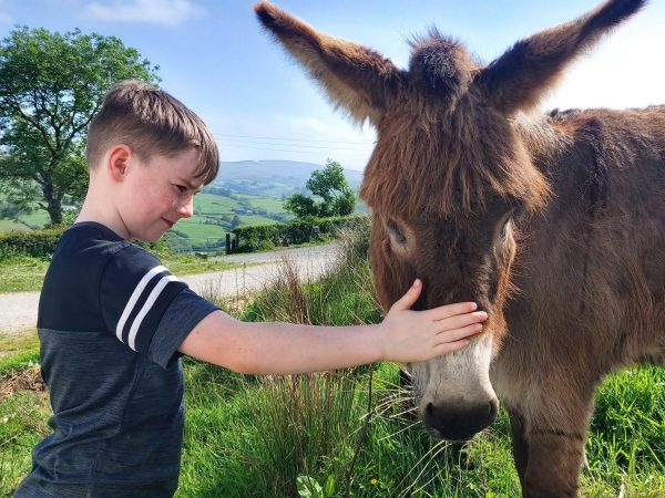 Sperrin Alpacas 9