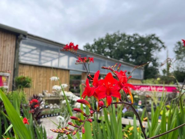 Springmount Garden Centre 1