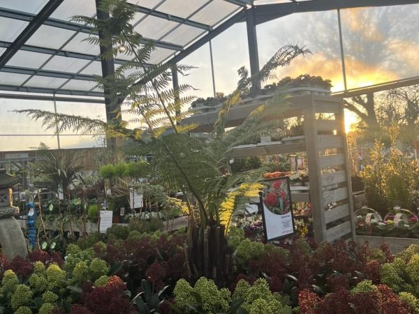 Springmount Garden Centre 4