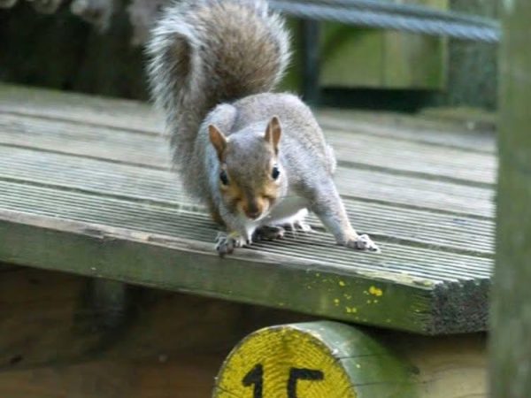 Squirrels Scramble Tree 12