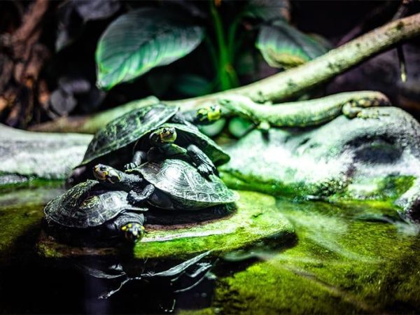 The National Reptile Zoo 6