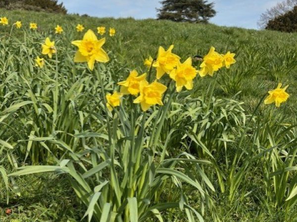 The Walled Gardens at Croome Court 4