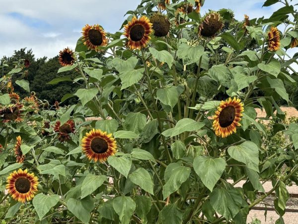 The Walled Gardens at Croome Court 5