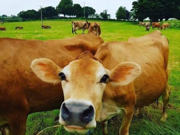 Tickety Moo Ice Cream Farm 10