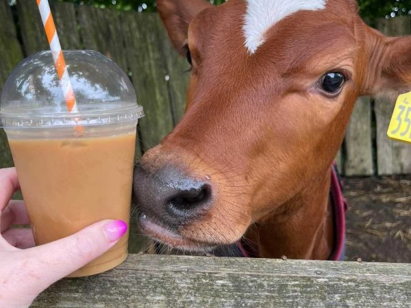 Tickety Moo Ice Cream Farm 8