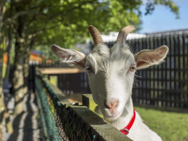 Toggles the Movie Star Lullymore Heritage Park