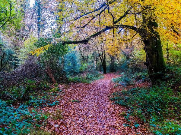 Tomnafinnoge Nov 2016