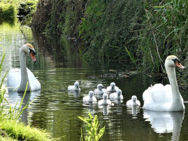 Tralee Bay Wetlands 5