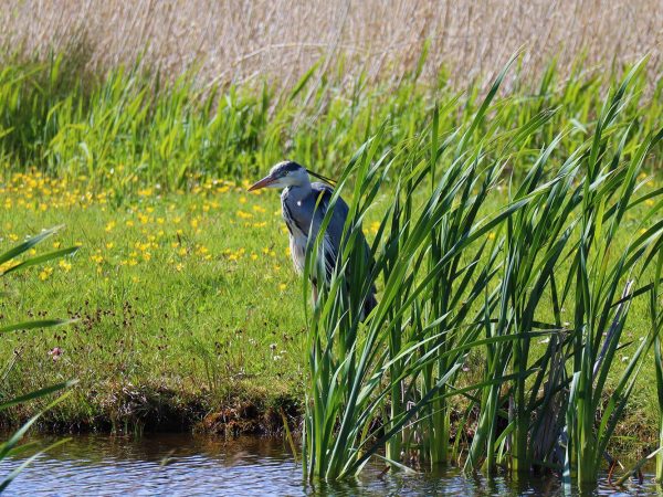 Tralee Bay Wetlands 7