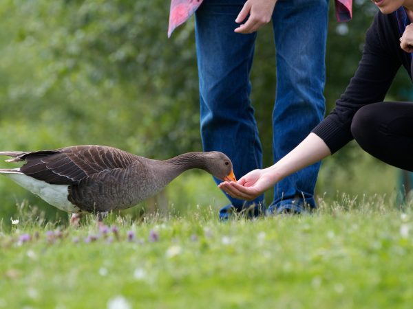 WWT Llanelli Wetland Centre 11