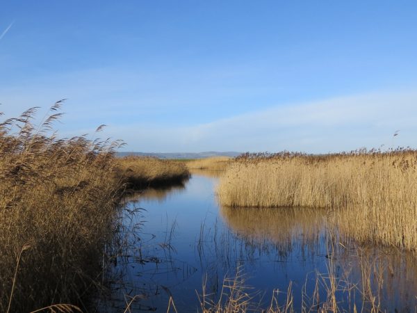 WWT Llanelli Wetland Centre 12