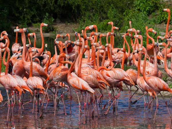 WWT Llanelli Wetland Centre 2