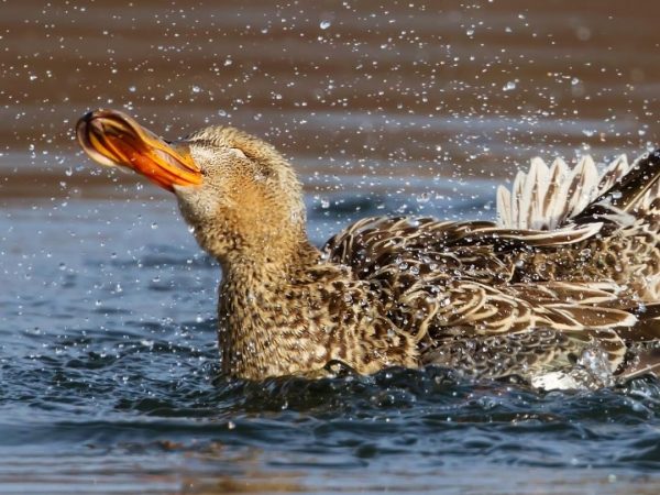 WWT Llanelli Wetland Centre 7