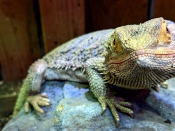 Website Bearded Dragon