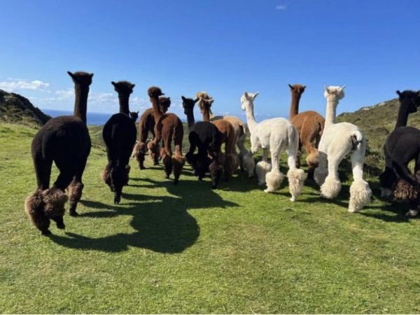 Wild Alpaca Way 5