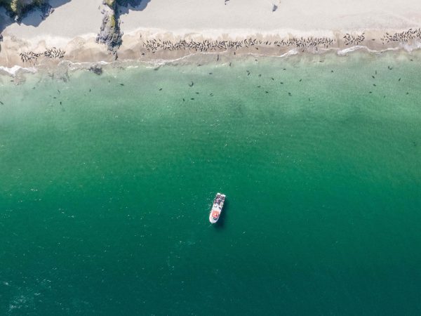 Dingle dolphin at blaskets