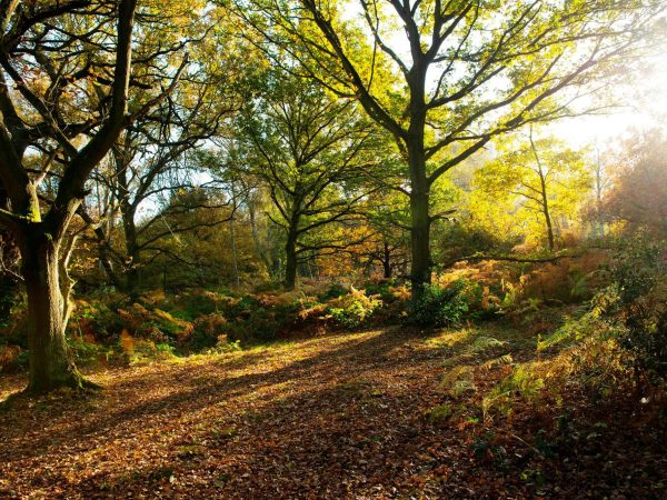 Herwood Forest Visitor Centre 3