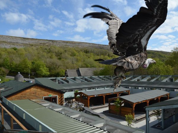 Ilwee Burren Experience 2