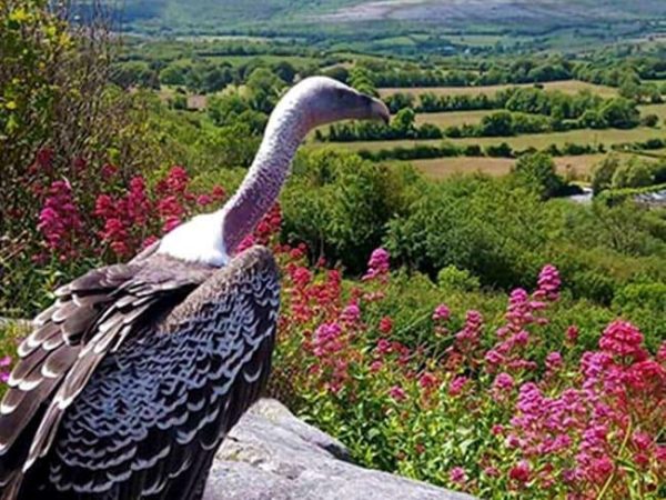 Ilwee Burren Experience 9