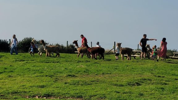 North Coast Alpacas 3