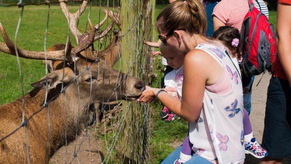 Streamvale Open Farm 1