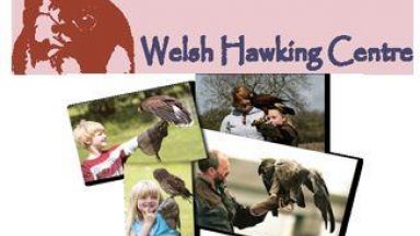 The Welsh Hawking Centre Top 100 Attractions