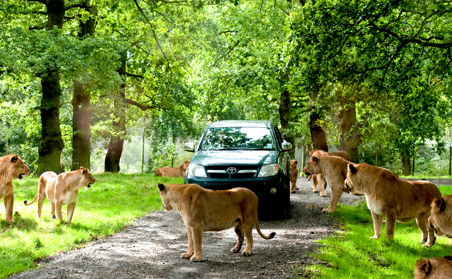 knowsley safari park booking